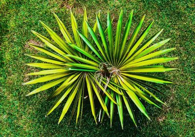 High angle view of green plant on land