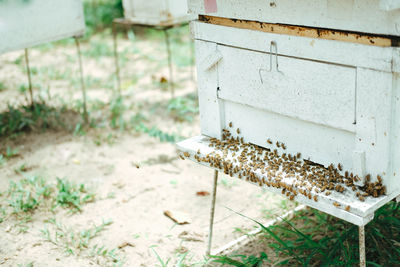 Close-up of bee on a field