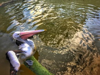 High angle view of duck swimming in lake