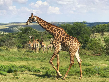Giraffes on grassy field