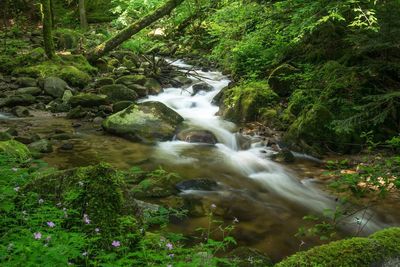 Scenic view of waterfall in forest