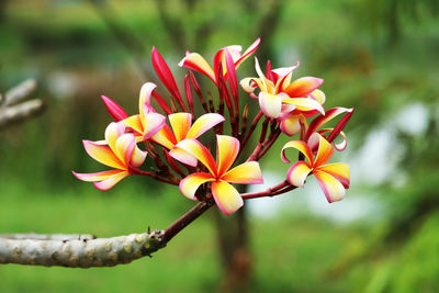 Close-up of flowering plant