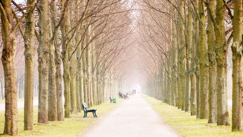 View of bare trees in city