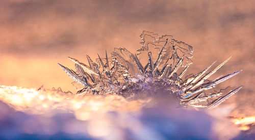 Gilded winter. translucent ice awakens in golden sunrise in northern europe