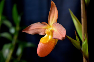 Close-up of flower blooming outdoors