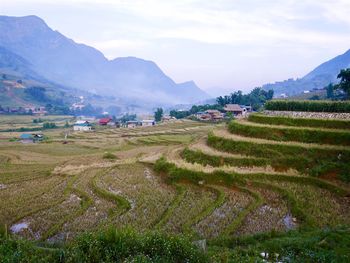 Scenic view of agricultural field against sky