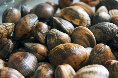 Full frame shot of shells