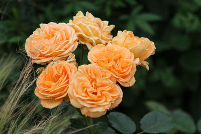 Close-up of red rose