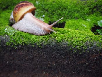 Close-up side view of snail