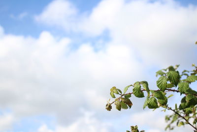 Low angle view of plant against cloudy sky