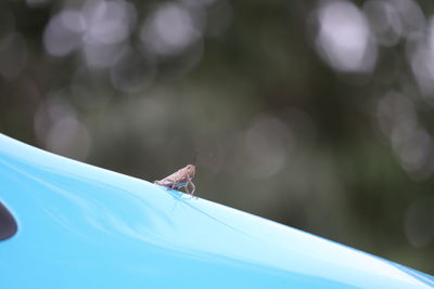 Close-up of large grasshopper on light blue van against blurred background