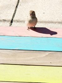 Bird on footpath during sunny day