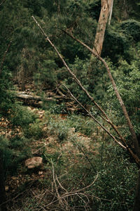 Close-up of tree in forest