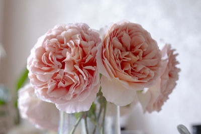 Close-up of pink rose flower