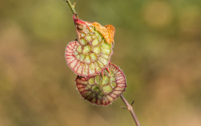 Close-up of fruit on plant