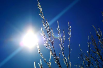 Sun shining through trees