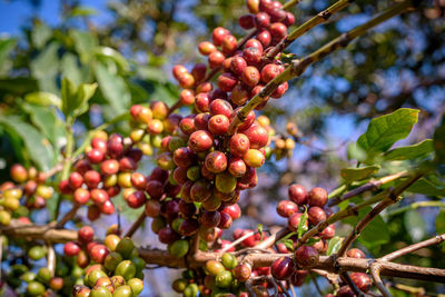 Close-up of berries growing on tree