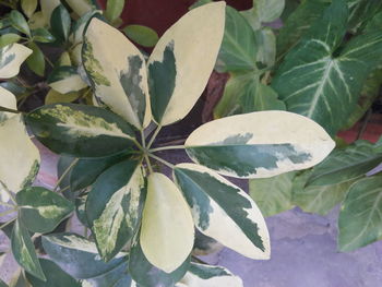 High angle view of fresh green leaves on plant
