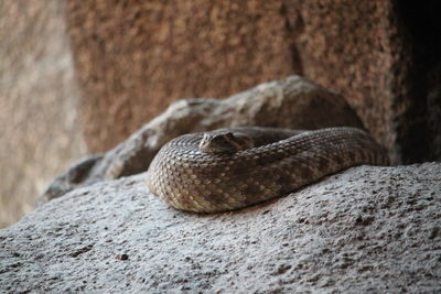 Close-up of rattlesnake on rock