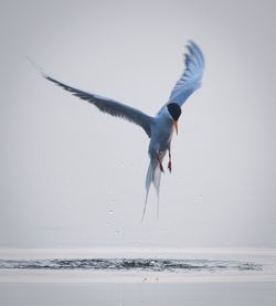 Seagull flying over sea against sky