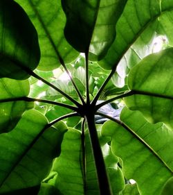 Full frame shot of flowering plant