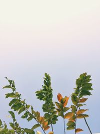 Low angle view of flowering plant against sky