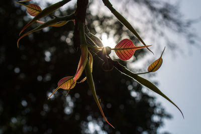 Low angle view of flowering plant on tree