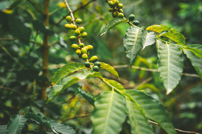 Branch with green coffee beans and foliage. santo antao island, cape verde