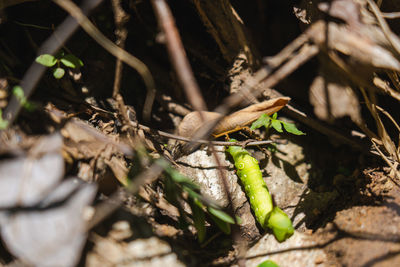 High angle view of a lizard on a field