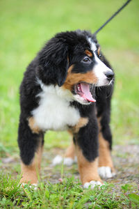 Dog looking away on field