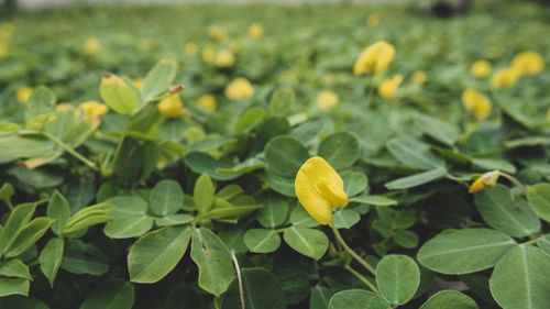 Close-up of yellow flowering plants