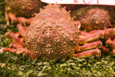 Close-up of fresh vegetables