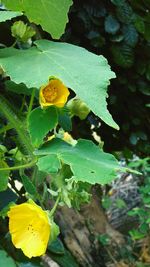 Close-up of yellow flowers blooming outdoors