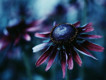 Close-up of honey bee on flower