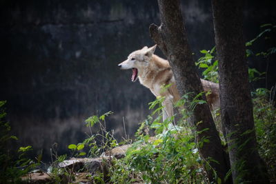 View of a dog in the forest