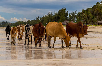 Herd of cows on the beach