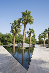 Swimming pool by palm trees against clear blue sky