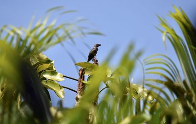 Low angle view of bird perching on plant against sky