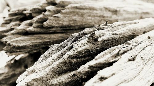 Close-up of logs on rock