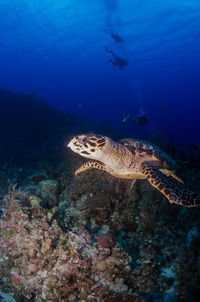Turtle with divers in background 