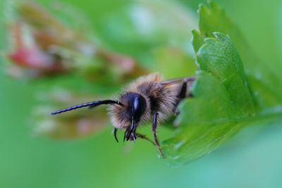 Natural closeup on a male red-tailed mining bee, andrena haemorrhoa, hidin,g in green fresh leaves
