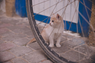 Cat sitting on footpath