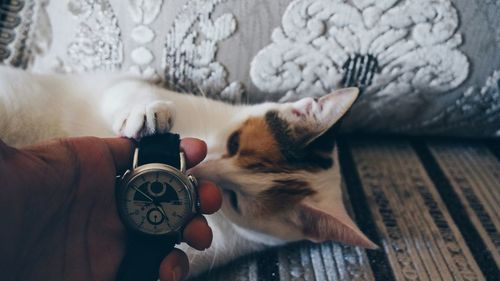 Close-up of cat holding human hand holding watch