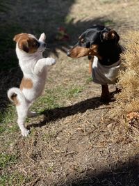 Two dogs playing on field