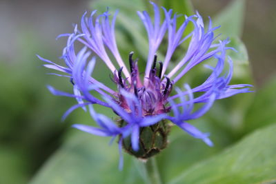 Close-up of purple flower