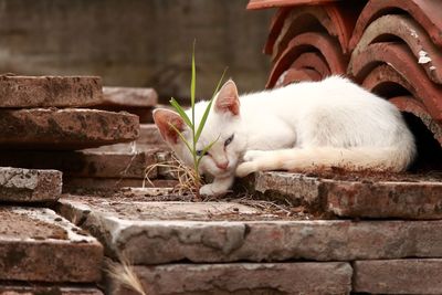 White cat relaxing on wall