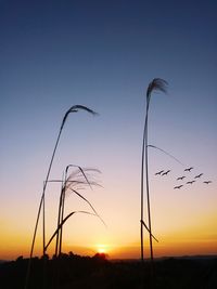 Low angle view of silhouette birds flying against sky during sunset