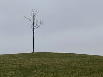 Plant on field against clear sky