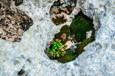 High angle view of moss growing on rock