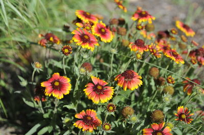 Close-up of flowering plants on field